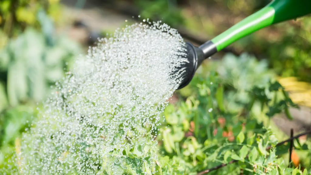 Gartenpflege im Sommer: So wird Dein Garten zur Wohlfühloase